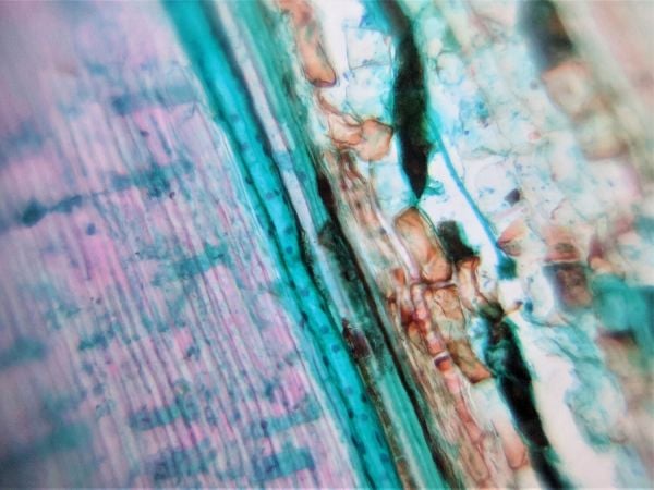 Foldscope Mikroskop Montajlı  Temel Başlangıç Seti