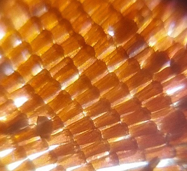 Foldscope Mikroskop Montajlı  Temel Başlangıç Seti