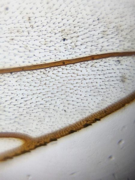 Foldscope Mikroskop Montajlı  Temel Başlangıç Seti