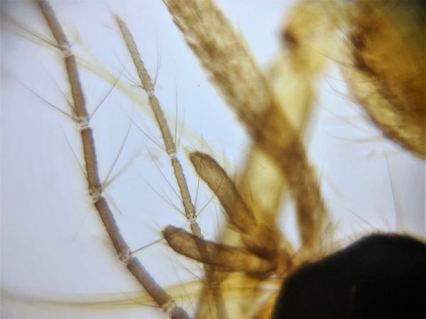 Foldscope Mikroskop Montajlı  Temel Başlangıç Seti